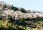 平成7年に石畑新道遊歩道で撮られた、六道山に咲く桜の写真。この遊歩道の瑞穂第五小学校付近では、春になると毎年桜が咲き乱れる。