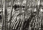 昭和9年に撮られた、石畑村（現瑞穂町石畑地区）での椎茸栽培の様子を撮影したもの。石畑出荷組合によってこの年から始められた。都会の需要に応えるため、椎茸のほか野菜栽培や乳牛飼育も盛んに行われていた。