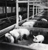 昭和35年（1960）に畜産振興条例が制定され、従来の耕種農業中心の経営から、より収益の高い畜産中心の経営に切り替えられました。それ以降、羽村町（当時）でも農業経営の安定を目指して、特に養豚が積極的に進められました。